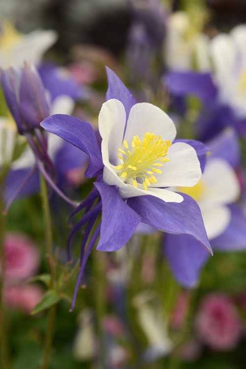 Aquilegia hybrida Swan Blue and White F1, 20 semien